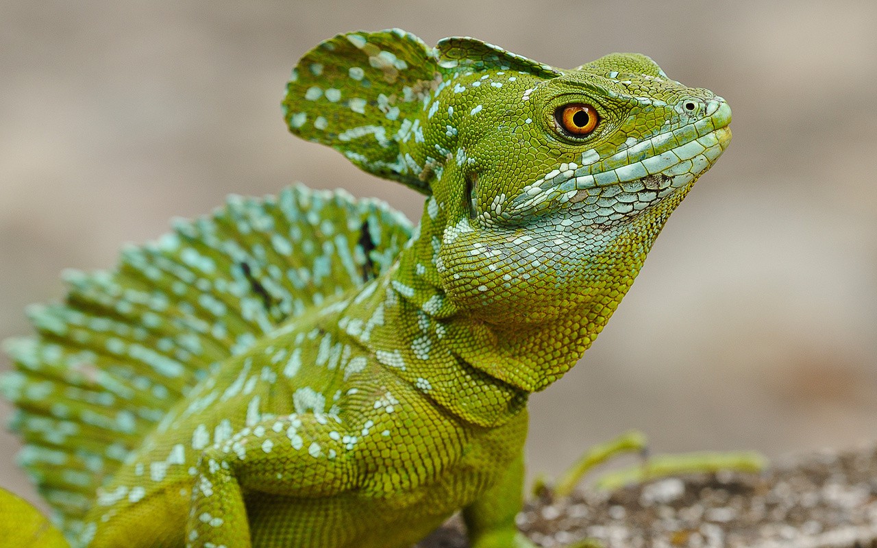 WildTales Pet Services: Expert Reptile and Amphibian Care